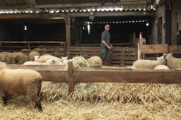 Sur son exploitation, Philippe Deffaux élève plus de 300 ovins. Il en envoie 150 à l'abattage chaque année. Pour lui, l'installation de l'entreprise spécialisée dans l'abattage de viande Halal est une aubaine à Forges-les-Eaux.