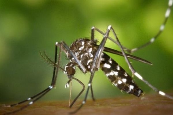 Le moustique tigre est vecteur de maladies dont le chikungunya, la dengue ou le virus zika