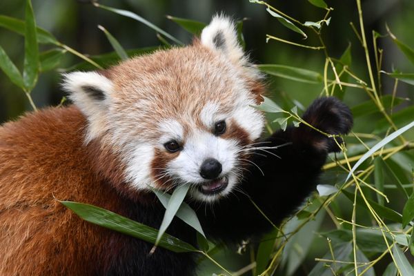 Il resterait aujourd’hui uniquement prés 10 000 pandas roux à l’état sauvage. Le Zoo de La Flèche en Sarthe en compte quelques specimens.