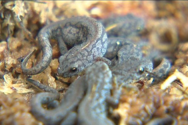 Des tritons alpestres de Bosnie.