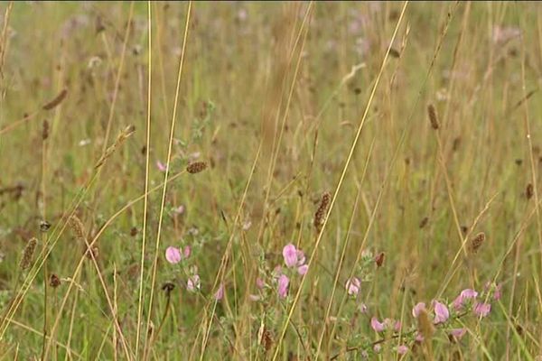 Des prairies soigneusement sélectionnées.