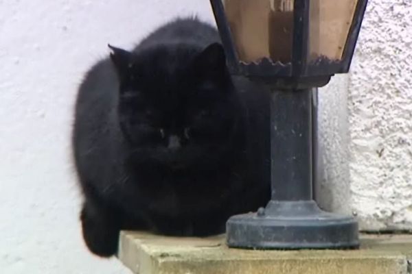 L'opération de stérilisation des chats errants à Clamecy vise une population de 60 félins.