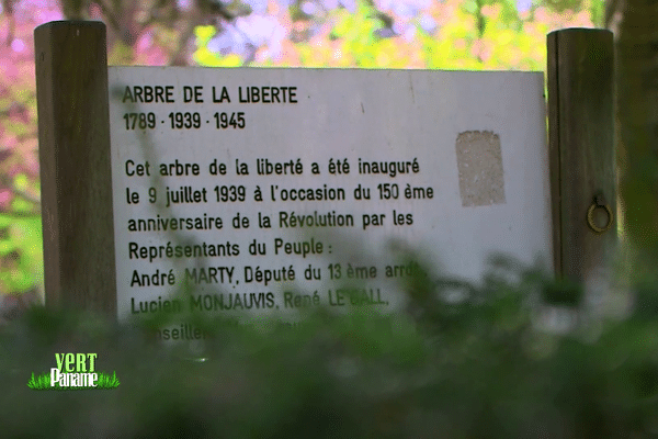 Vert Paname- Le Cèdre Bleu de l'Atlas du Parc de Choisy