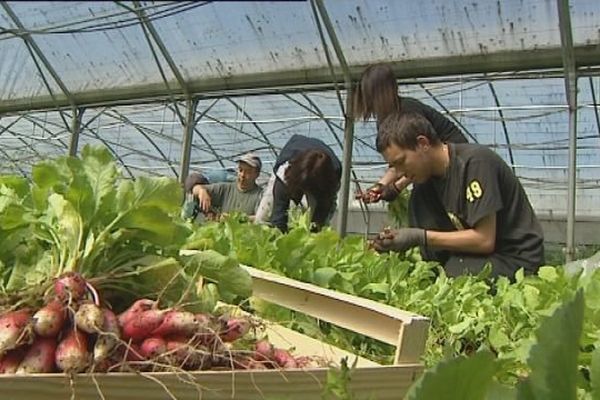 Les "Jardins d'Idées" tremplin vers l'emploi pour les personnes en grande précarité