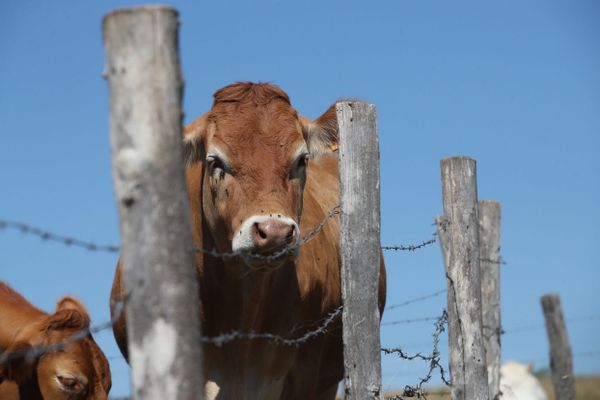 Les éleveurs et éleveuses de l’AALVie (Abattage des Animaux sur leur Lieu de Vie) lancent un financement participatif pour développer des abattoirs mobiles à la ferme