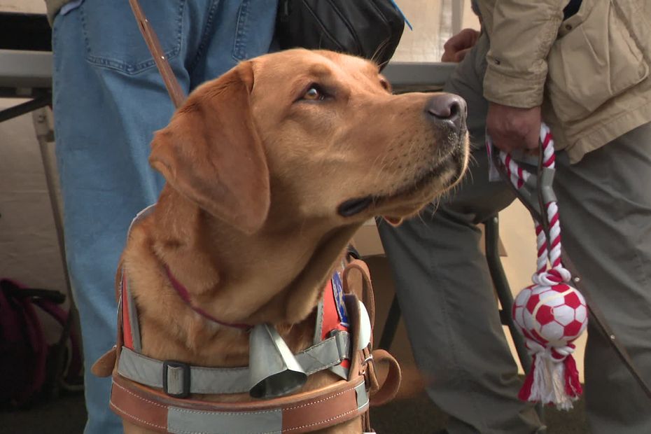 Opening of Education Centers for Guide Dogs in France: Enhancing Independence and Safety for the Visually Impaired