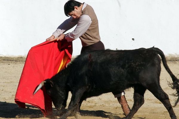 Saúl Jiménez Fortes à l'entraînement en Camargue, chez Alexandre Clauzel. Vache de Gallon.