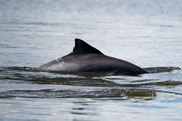 On croise rarement un dauphin comme ici dans la baie de Rio de Janeiro