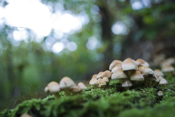 Pont de vue image du monde : une colonie de champignons en automne