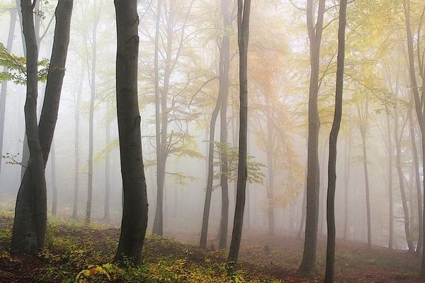 Forêt en automne au petit matin