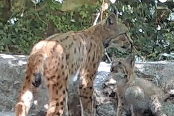 Le piège-photo a permis de collecter plusieurs vidéos montrant une femelle lynx avec son jeune.