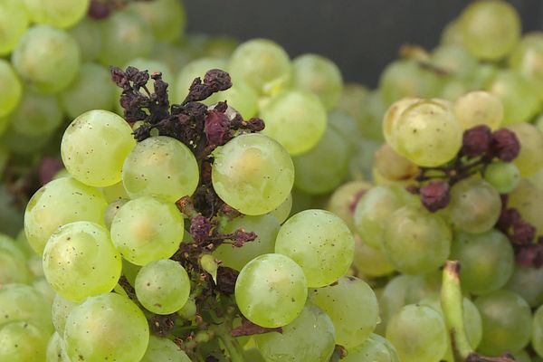 Après le fort épisode de gel du printemps et le mildiou, ces vendanges 2024 sont très limitées et donc "précieuses" pour les vignerons du Jura.