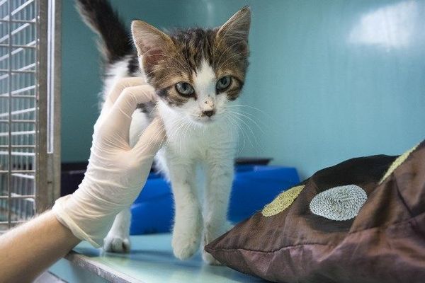 Une Association Amienoise Cherche Des Familles D Accueil En Urgence Pour Des Chats Errants