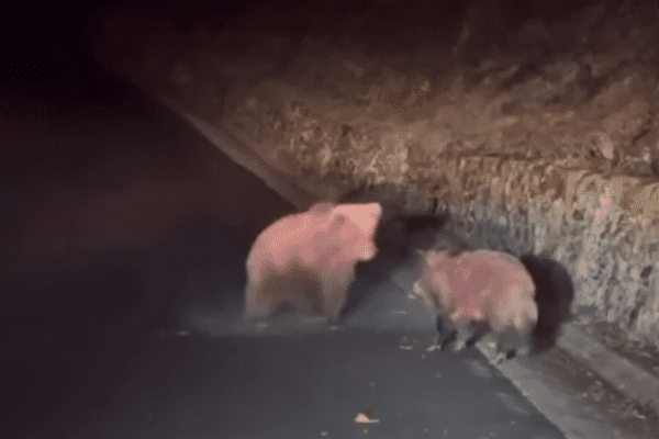 Un ours a lancé plusieurs attaques contre un sanglier, le tuant avant de le dévorer au bord de la route.