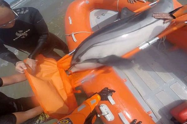 Hérault : la SNSM d'Agde vient au secours d'un dauphin échoué à Vias-Plage - 29 mai 2018.