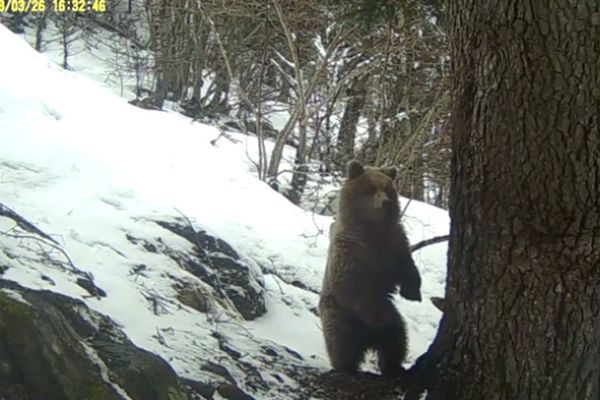 Les ours sortent de leur hibernation dans les Pyrénées, que faire si vous  en croisez en randonnée ? - Edition du soir Ouest-France - 21/04/2023