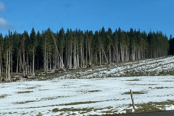 Les forêts de Haute-Loire ont été profondément affectées par la tempête Monica.