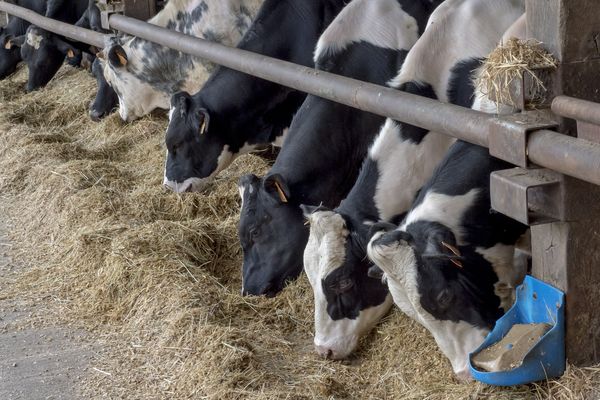 Le projet de ferme-usine prévoit un minimum de 1.200 taurillons mis à l'engraissement et destinés à l'exportation.