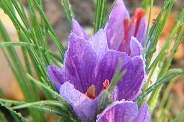 Fleur de crocus sativus dont on tire le safran