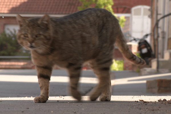 Pour la première fois en France, le tribunal correctionnel de Lille a reconnu le préjudice animal dans une affaire de cruautés envers un chat domestique.