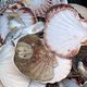 Les coquilles sont jetées dans des bennes avant d'être broyées et recyclées.