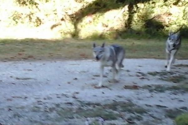 Ces "loups" sont en fait des chiens loups tchécoslovaques