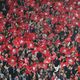 Le LOSC fête ses 80 ans lors du match face à Rennes au stade Pierre Mauroy de Villeneuve d'Ascq (Nord), dimanche 24 novembre 2024.