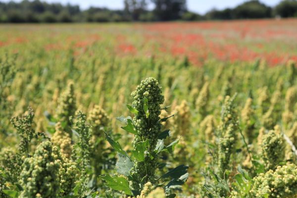 Le quinoa venu des Andes, se plait particulièrement dans les terres du Maine-et-Loire où la récolte atteint 4000 tonnes en 2020