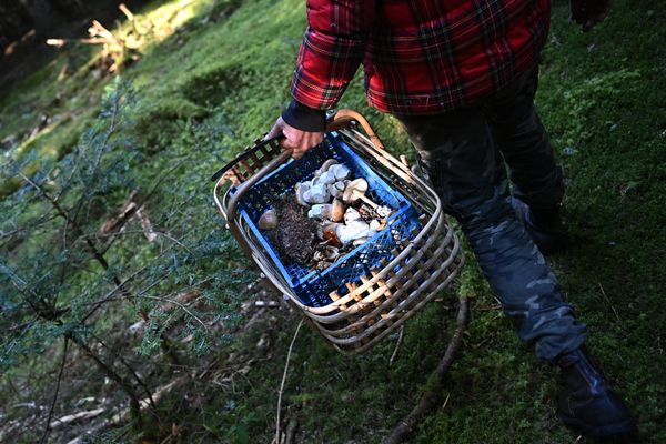 La saison des champignons s'annonce très bonne en cet automne 2024 dans les Alpes-Maritimes.