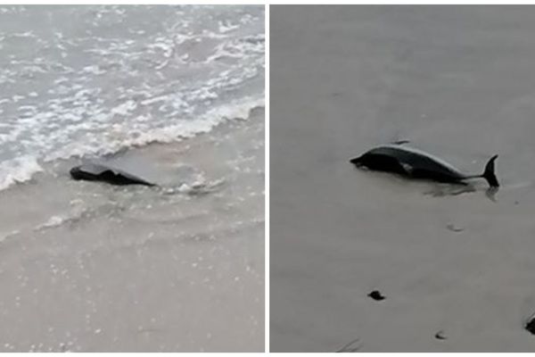 Photos de l'animal marin échoué sur une plage de Crozon