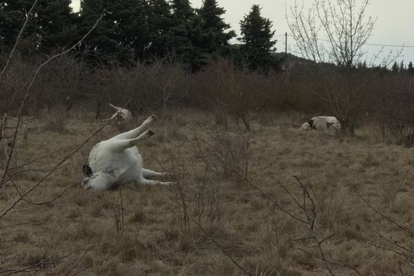 Une scène macabre dans un pré à Entraigues. 