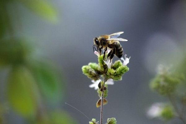 Une abeille peut reconnaître un visage humain