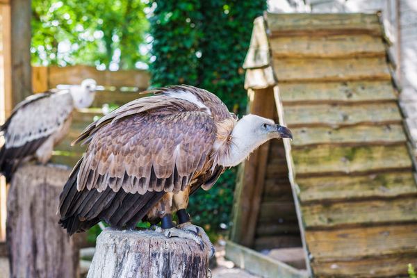 Une spectatrice en vacances dans la région a été agressée à coup de bec de vautour lors de sa visite au parc ornithologique du Rocher des aigles de Rocamadour dans le Lot. Elle a décidé de porter plainte.