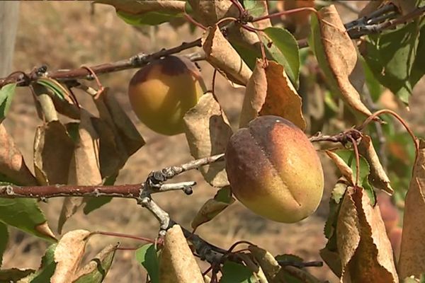 Abricots et abricotier brûlés par la canicule du 28 juin 2019 à Rivesaltes (Pyrénées-Orientales)