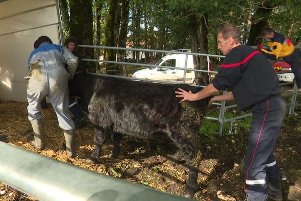 La petite vache noire a été ramenée auprès de ses congénères. 