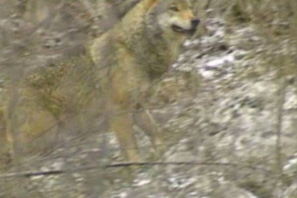 Un nouveau tir de loup dans les Hautes-Alpes