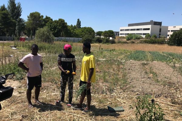 Jardinage bio sur le grand terrain jouxtant le bâtiment occupé depuis début 2019.