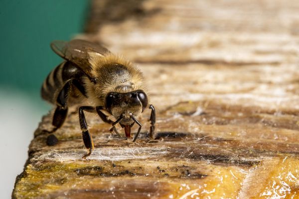 Miel d'Acacia  Une Saison aux Abeilles