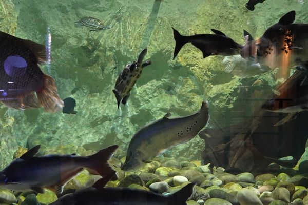 L'aquarium de Limoges soigne depuis trente ans des animaux marins.