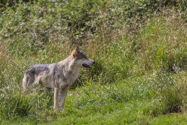 Illustration : dans le parc des loups du Gevaudan.