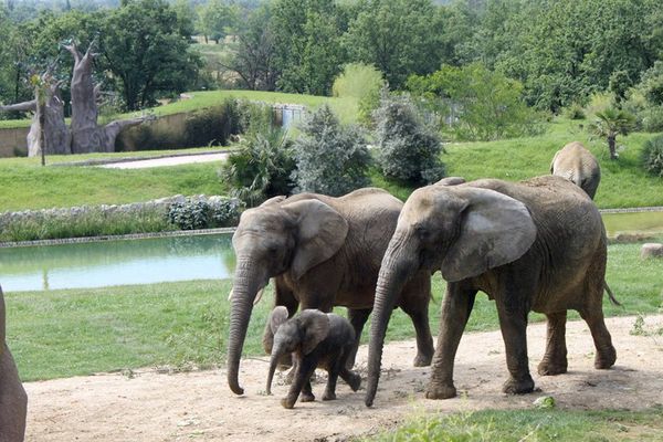 Naissance De Makeba Un Elephant D Afrique Au Zoo De Plaisance Du Touch Pres De Toulouse