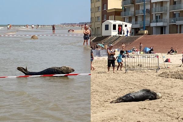 Un phoque décide de se reposer sur la plage de Bray-Dunes, au milieu des plagistes. 