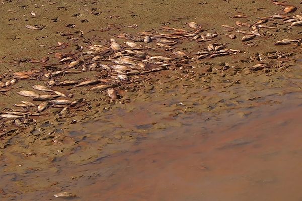 Avec la baisse du niveau de l'eau, le lac est devenu impropre à la vie.