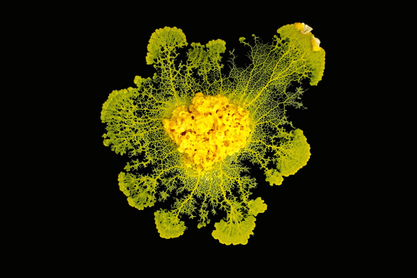 Plus connu sous son nom usuel « blob », le Physarum polycephalum n’est ni une plante, ni un animal, ni un champignon. Cet organisme monocellulaire dépourvu de cerveau est capable de se déplacer, de se nourrir, de s’organiser et même de transmettre ses apprentissages à un congénère.