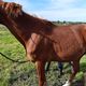 Un des chevaux, malnourri, retrouvé au Cher à Cheval.