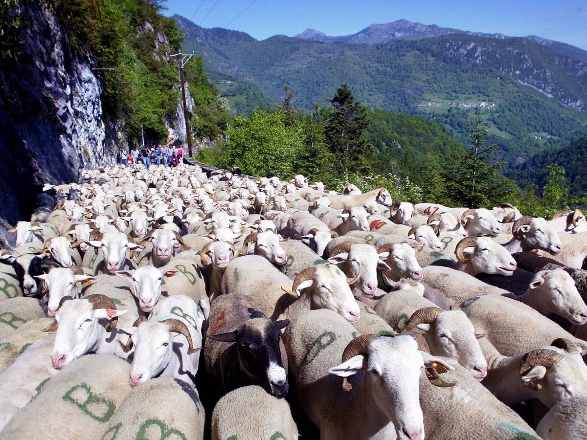 https://france3-regions.francetvinfo.fr/image/j2Dcf1GSoBlzkKwVZ_uEnOo91iQ/1200x900/regions/2020/06/09/5edf834f9d631_transhumance_brebis_arreau-4234941.jpg