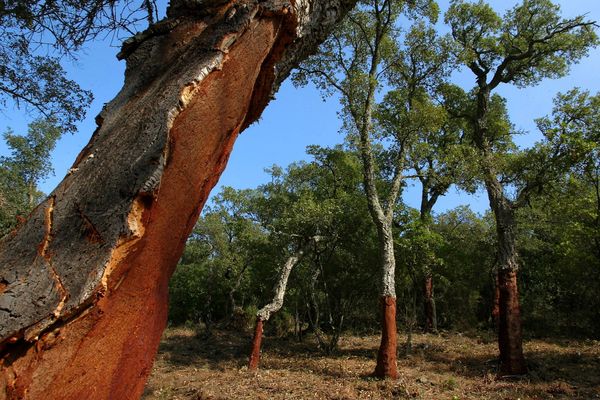 Le chêne-liège se développe dans les milieux siliceux en Provence : les Maures, l’Estérel, la Colle du Rouët, le massif du Tanneron et quelques secteurs près de Toulon.