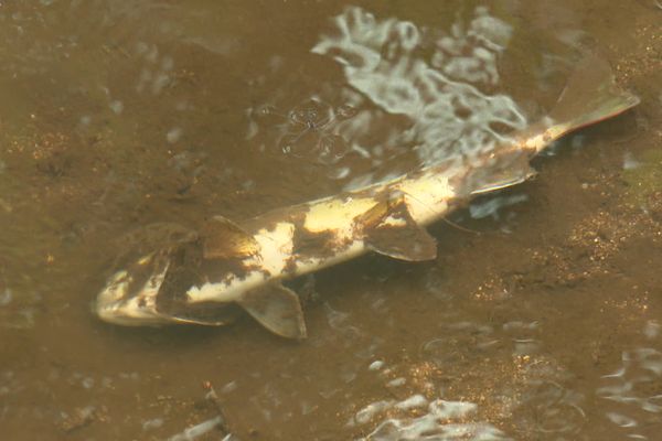 La pollution à l'ammoniac a tué des poissons dans le Tromorgant