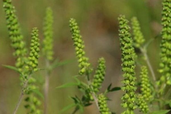 L'ambroisie est le premier responsable des allergies de fin d'été.