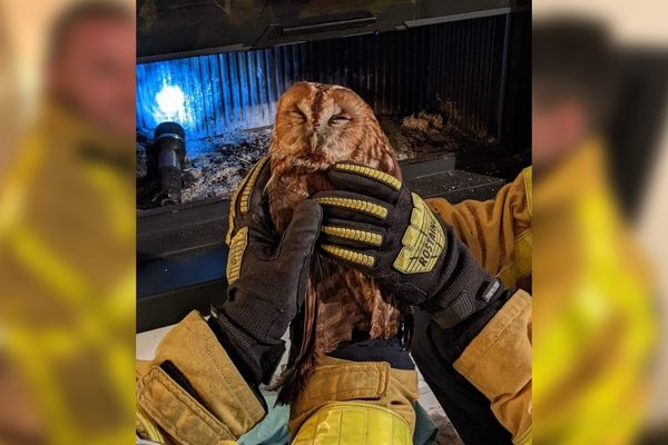 La chouette hulotte sauvée par les pompiers de Couches le 1er janvier 2023